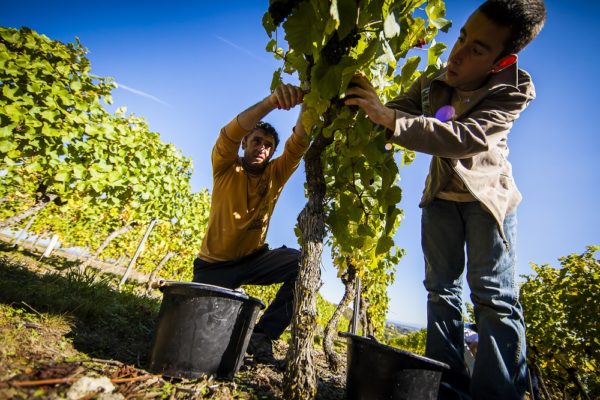 Vendanges © De Jonghe