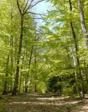 Forêt des Colettes © PIT Bellenaves