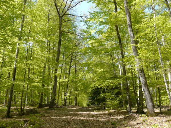 Forêt des Colettes © PIT Bellenaves