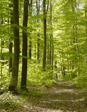 Forêt des Colettes © PIT Bellenaves