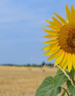 Au milieu des champs © OT Val de Sioule