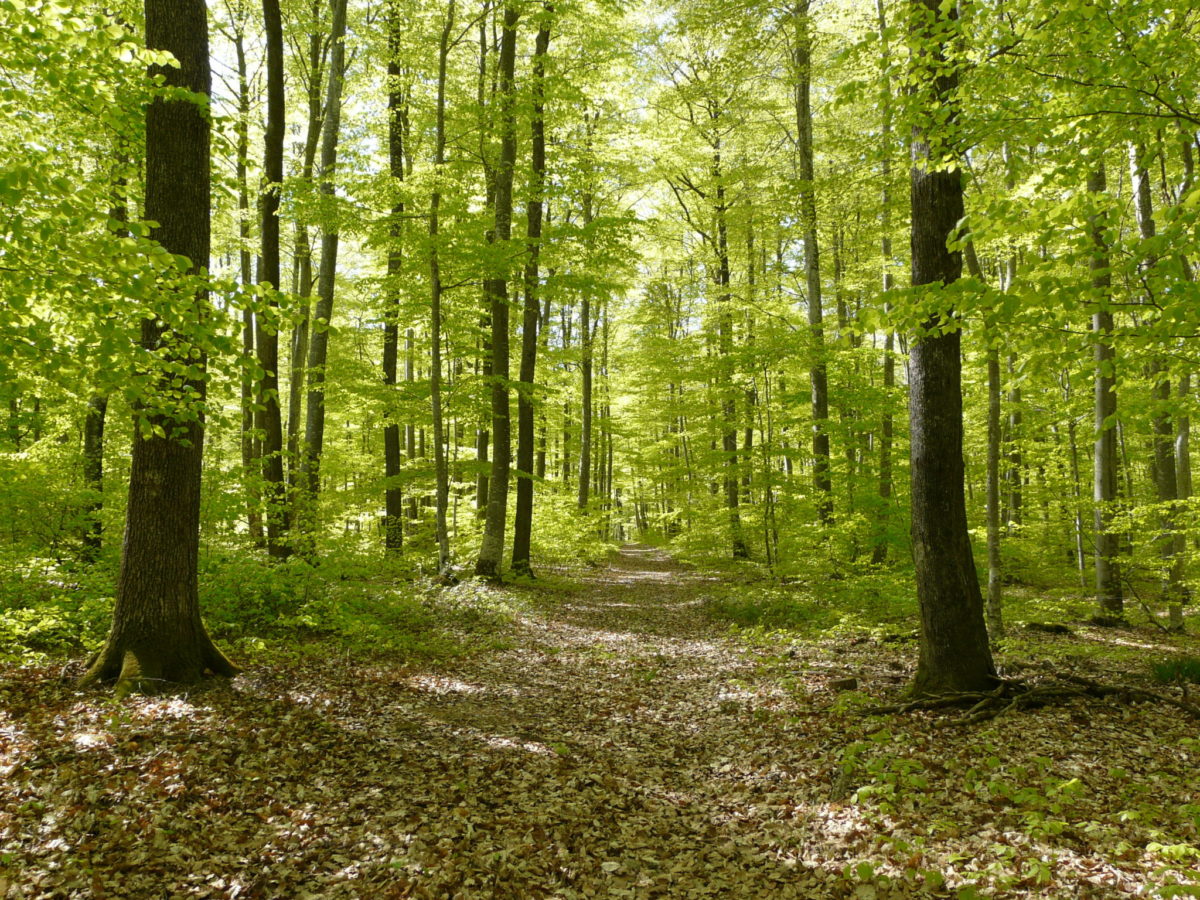 Forêt des Colettes © PIT Bellenaves