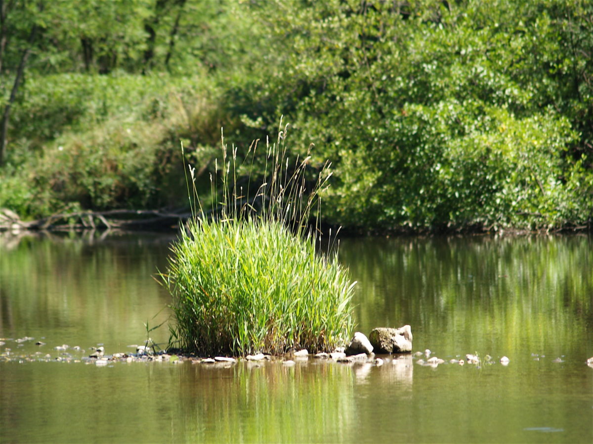 Île des Cordeliers © D. Boulicot