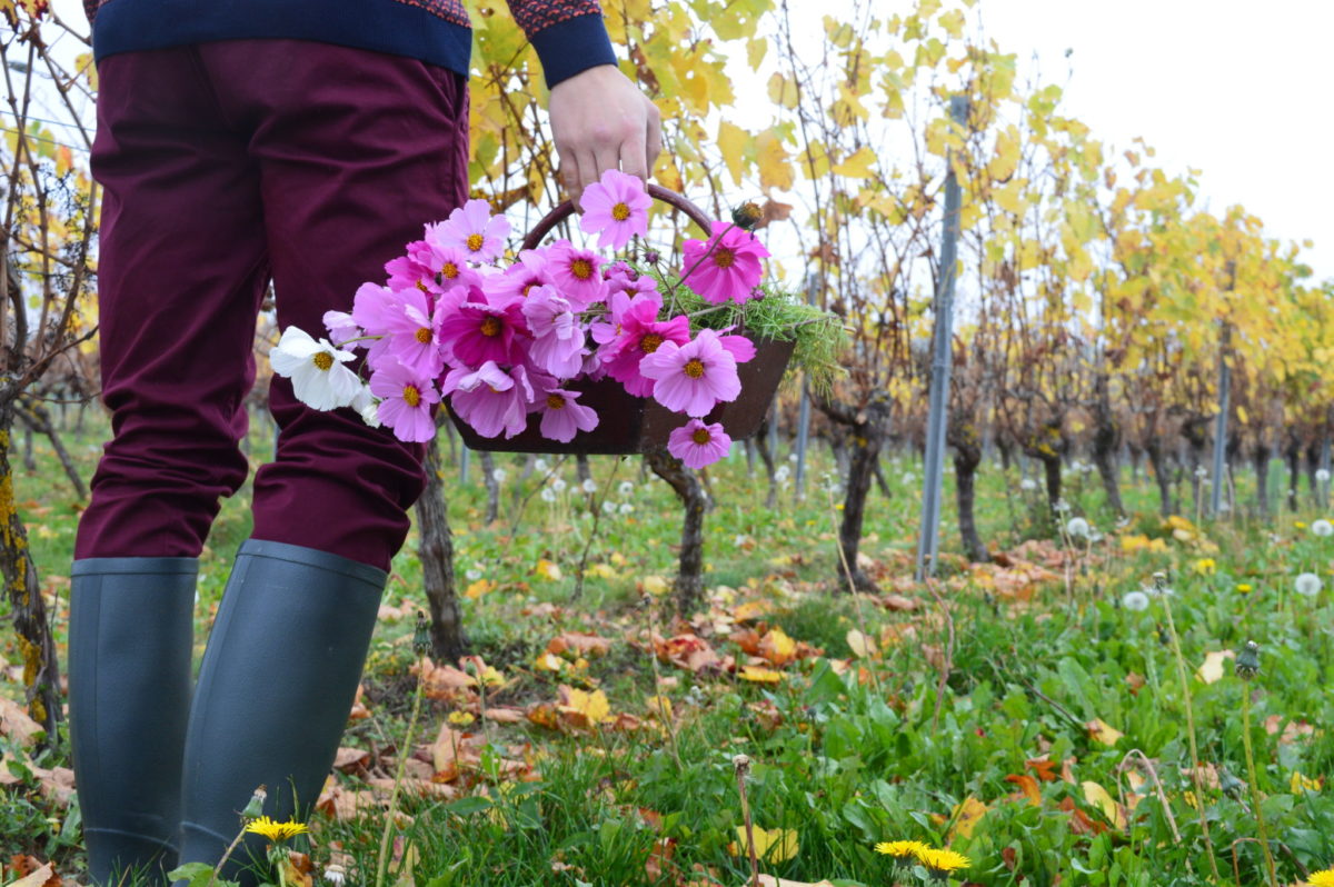 Vignoble de Saint-Pourçain © OT Val de Sioule