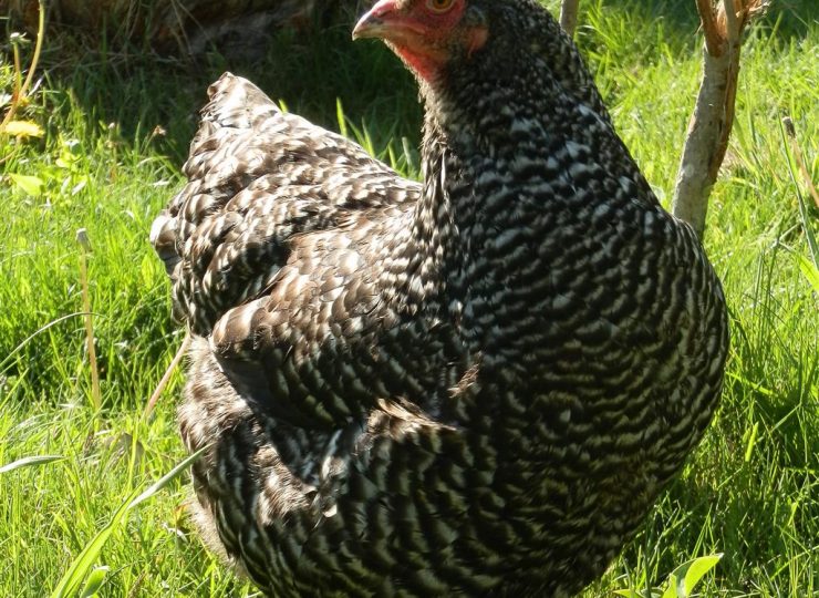 Marie à la ferme_Chouvigny