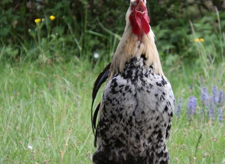 Marie à la ferme_Chouvigny