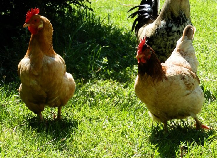 Marie à la ferme_Chouvigny
