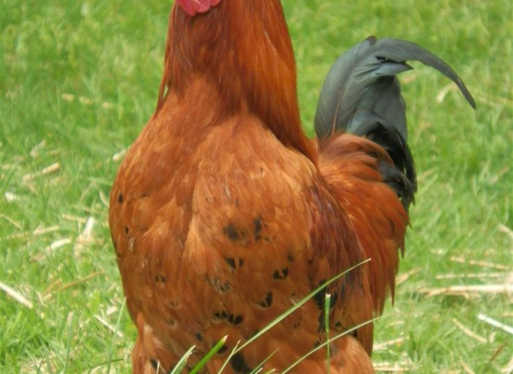 Marie à la ferme_Chouvigny