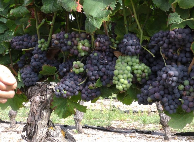 Domaine Gardien_Besson