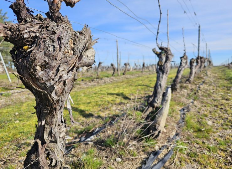 Domaine Gardien_Besson